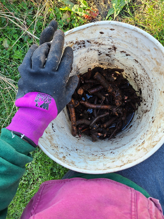 Peony Planting in November!