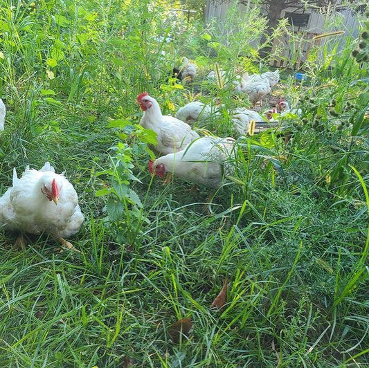 Winter Meat CSA: Highlight #1 Pasture Raised CHICKEN!