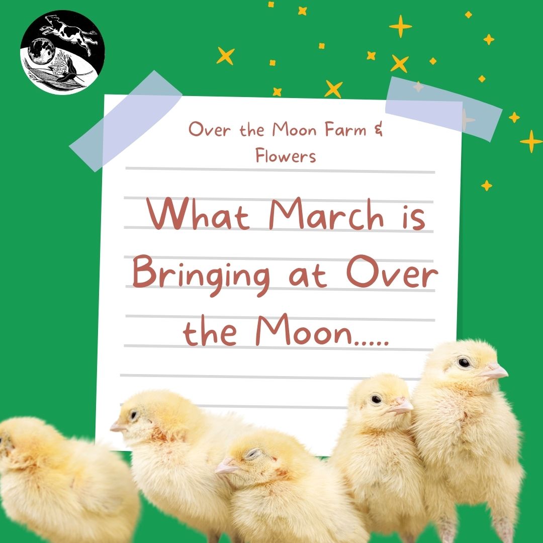 What March is Bringing to Over the Moon?!