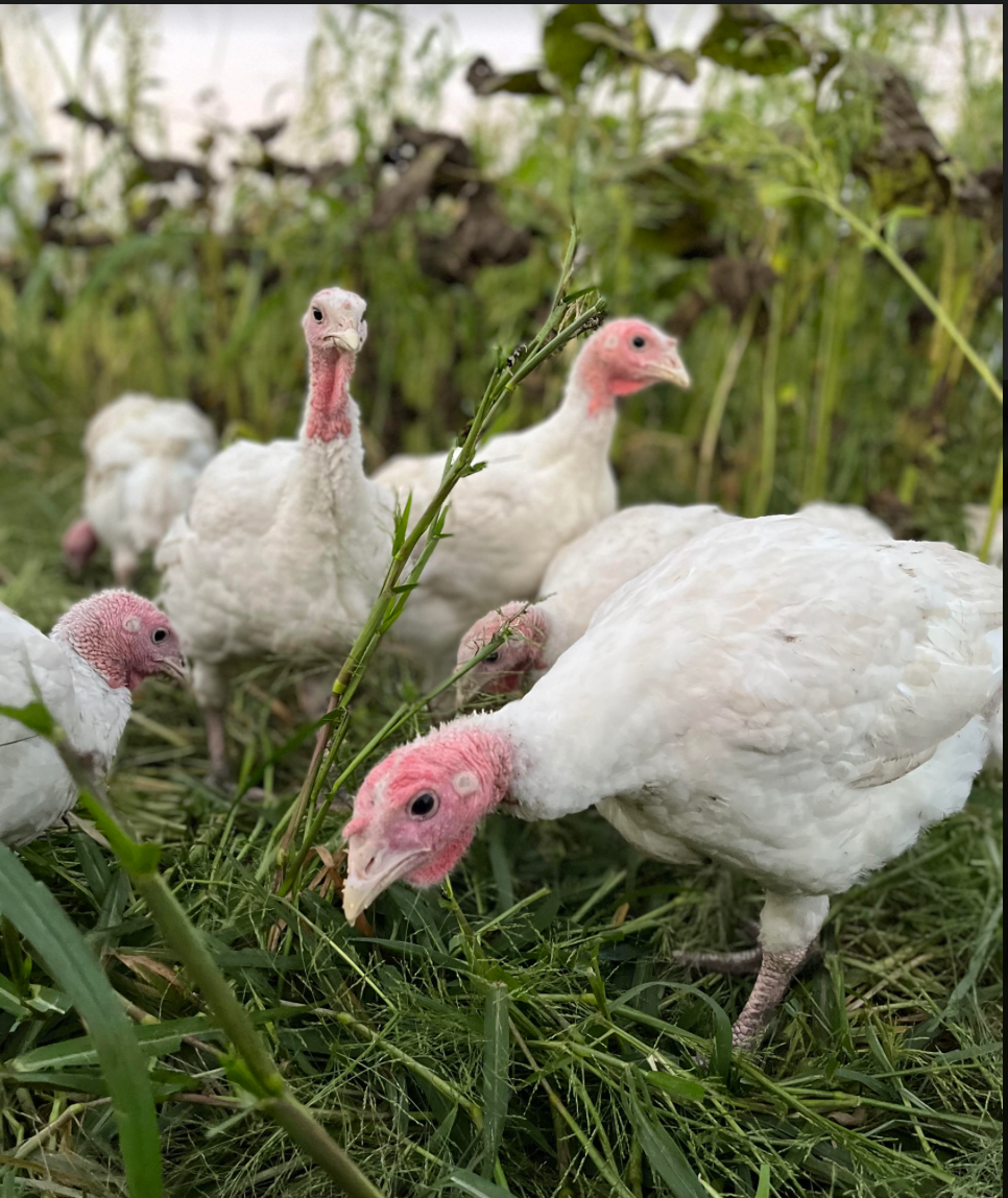 Iowa pasture raised turkeys looking curious exploring a new area of fresh pasture grass