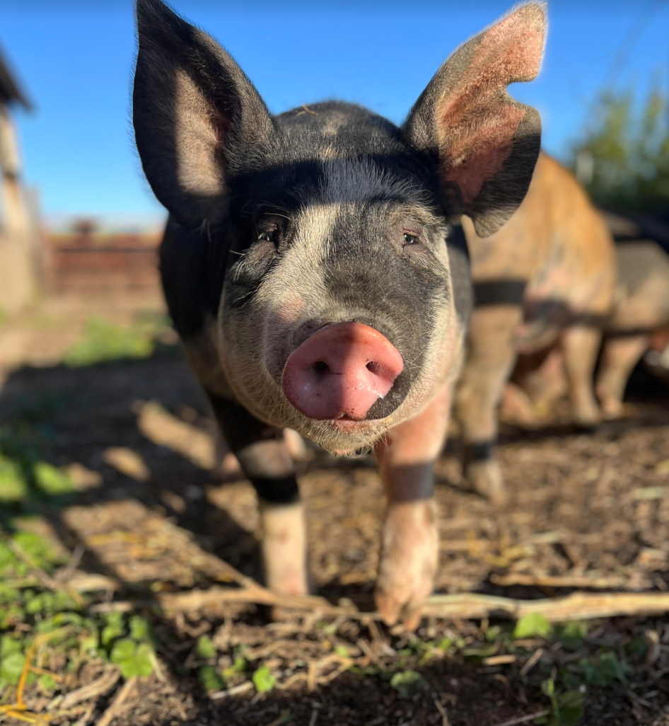 Humanely raised, outdoor Berkshire hog standing outside in the dirt under the sun